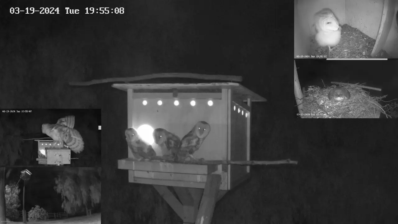 Owl's first flight doesn't stick the landing